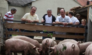 Störzelbach Schweine (1)